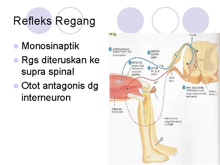 Refleks Regang l Monosinaptik l Rgs diteruskan ke supra spinal l Otot antagonis dg