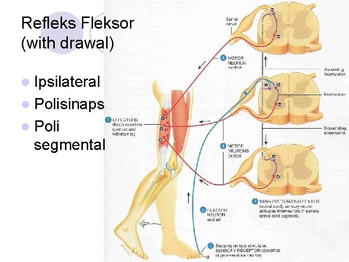 Refleks Fleksor (with drawal) l Ipsilateral l Polisinaps l Poli segmental 
