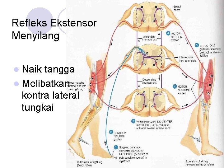 Refleks Ekstensor Menyilang l Naik tangga l Melibatkan kontra lateral tungkai 