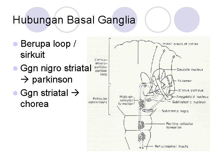 Hubungan Basal Ganglia l Berupa loop / sirkuit l Ggn nigro striatal parkinson l