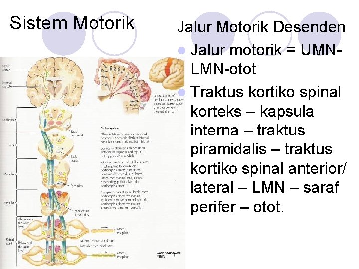 Sistem Motorik Jalur Motorik Desenden l Jalur motorik = UMNLMN-otot l Traktus kortiko spinal