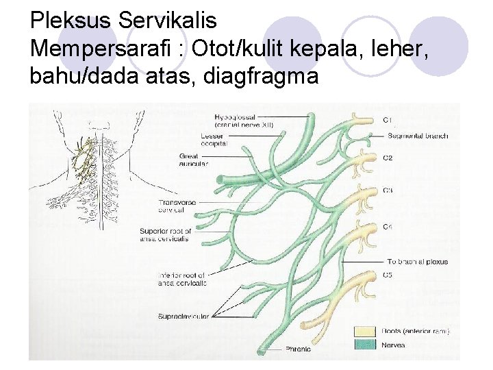 Pleksus Servikalis Mempersarafi : Otot/kulit kepala, leher, bahu/dada atas, diagfragma 