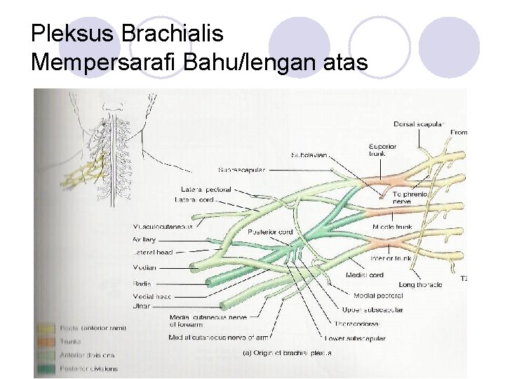 Pleksus Brachialis Mempersarafi Bahu/lengan atas 