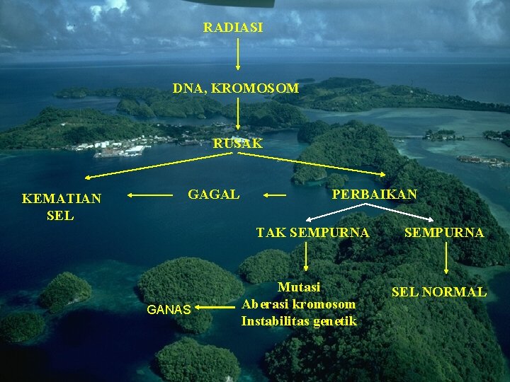 RADIASI DNA, KROMOSOM RUSAK KEMATIAN SEL GAGAL PERBAIKAN TAK SEMPURNA GANAS Mutasi Aberasi kromosom