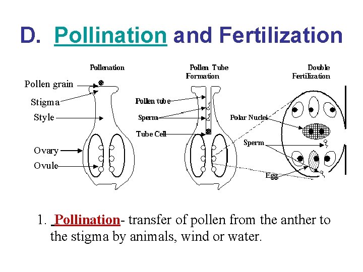 D. Pollination and Fertilization Pollen grain Stigma Style Ovary Ovule 1. Pollination- transfer of