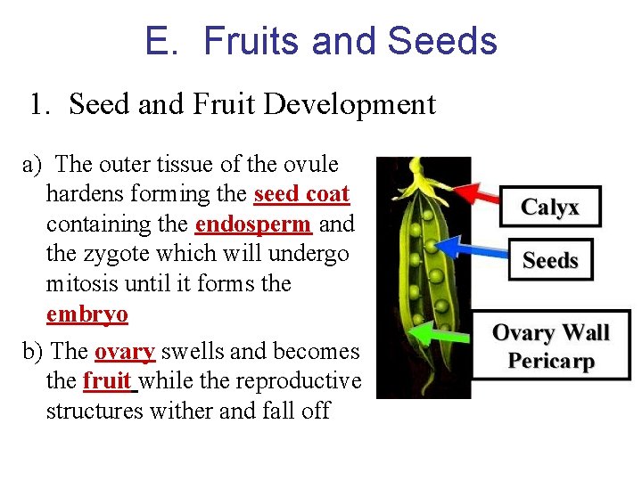 E. Fruits and Seeds 1. Seed and Fruit Development a) The outer tissue of