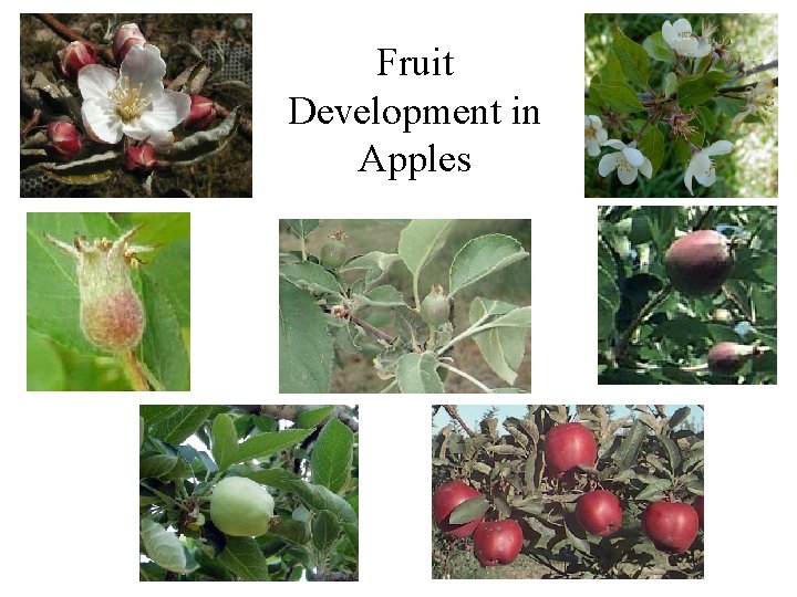 Fruit Development in Apples 