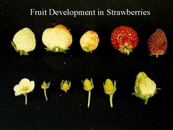 Fruit Development in Strawberries 