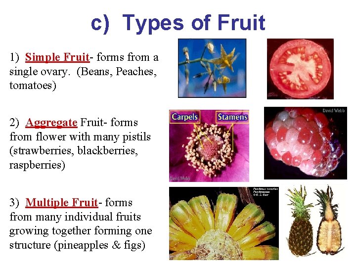 c) Types of Fruit 1) Simple Fruit- forms from a single ovary. (Beans, Peaches,