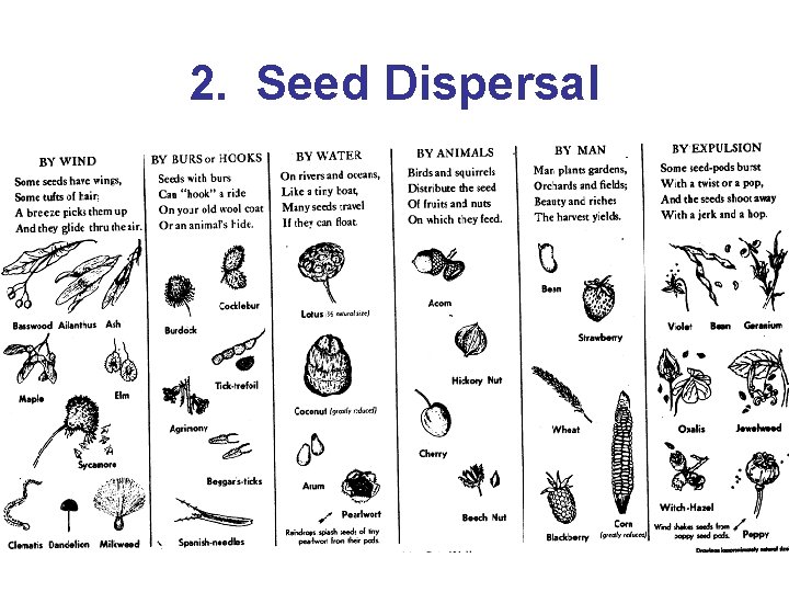 2. Seed Dispersal 