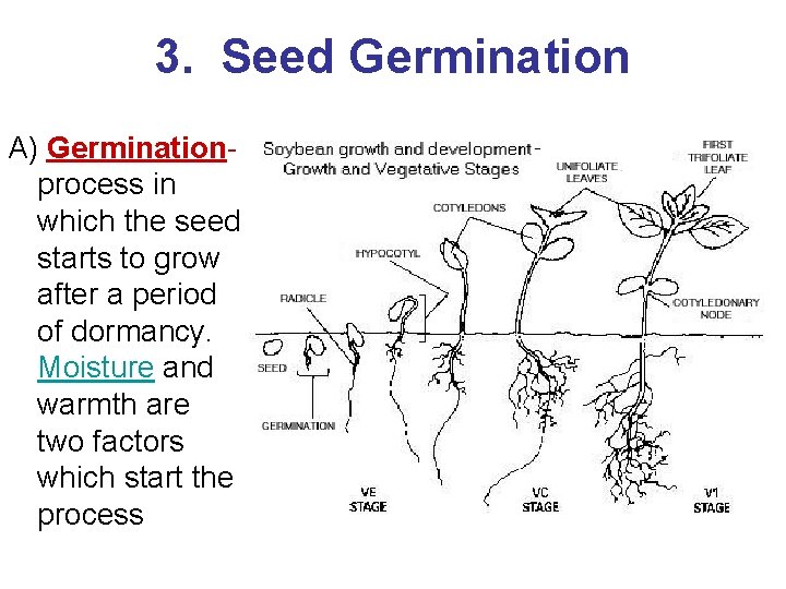 3. Seed Germination A) Germinationprocess in which the seed starts to grow after a