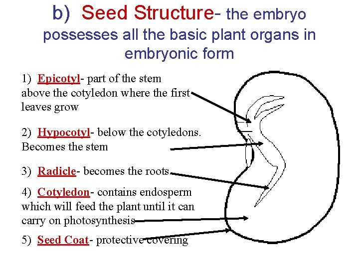b) Seed Structure- the embryo possesses all the basic plant organs in embryonic form