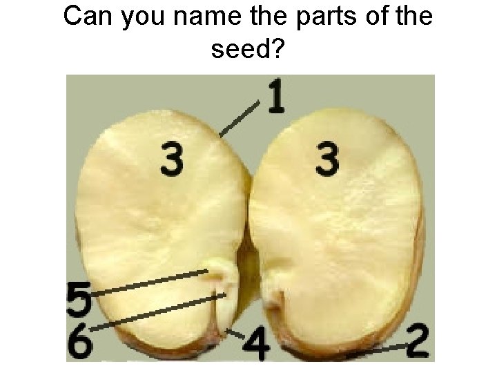Can you name the parts of the seed? 