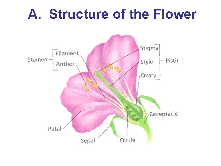 A. Structure of the Flower 