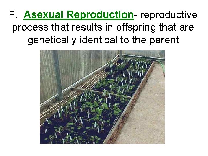 F. Asexual Reproduction- reproductive process that results in offspring that are genetically identical to