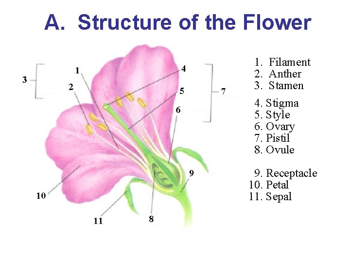 A. Structure of the Flower 1. Filament 2. Anther 3. Stamen 4. Stigma 5.