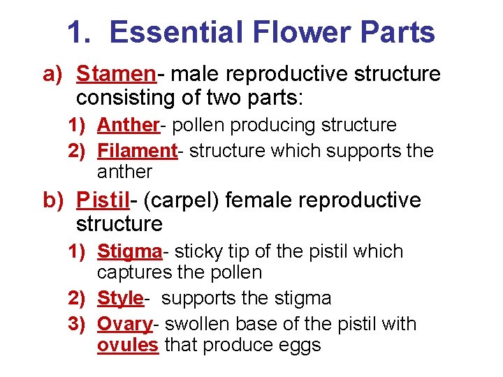 1. Essential Flower Parts a) Stamen- male reproductive structure consisting of two parts: 1)