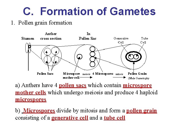C. Formation of Gametes 1. Pollen grain formation a) Anthers have 4 pollen sacs