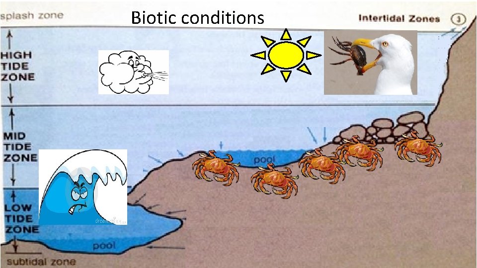 AS 91158 Biology 2 6 Investigate a Pattern