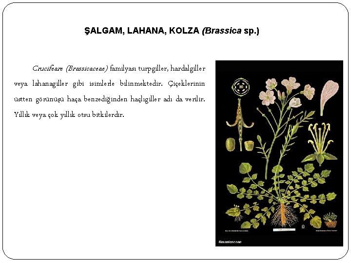 ŞALGAM, LAHANA, KOLZA (Brassica sp. ) Crucifeare (Brassicaceae) familyası turpgiller, hardalgiller veya lahanagiller gibi