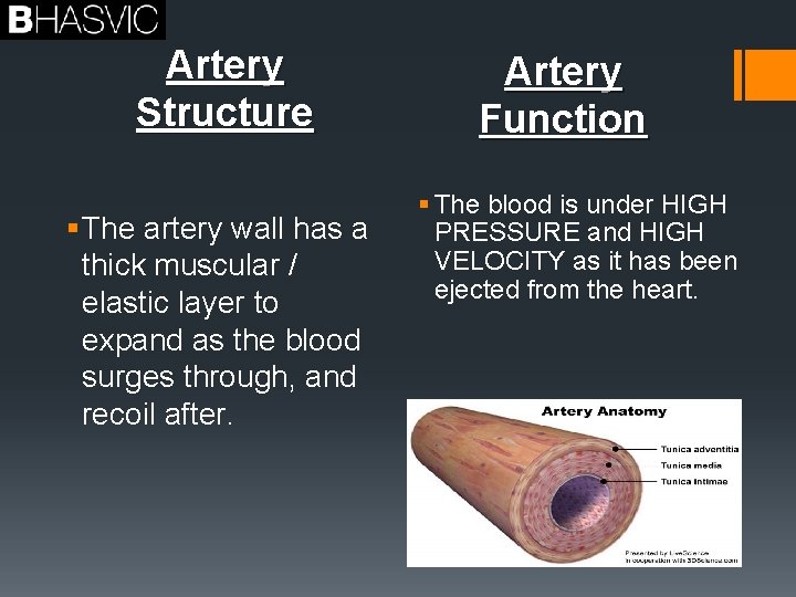 Artery Structure § The artery wall has a thick muscular / elastic layer to