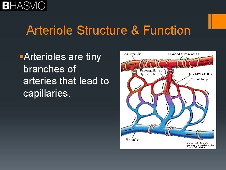 Arteriole Structure & Function §Arterioles are tiny branches of arteries that lead to capillaries.