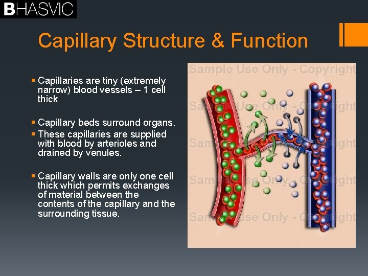 Capillary Structure & Function § Capillaries are tiny (extremely narrow) blood vessels – 1