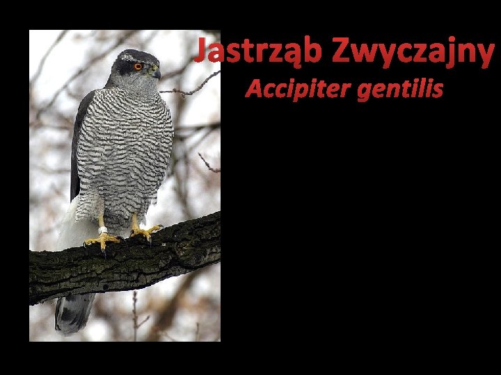Jastrząb Zwyczajny Accipiter gentilis 