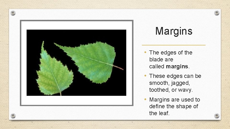 Margins • The edges of the blade are called margins. • These edges can