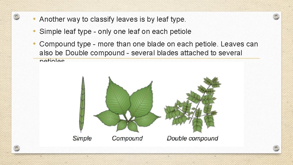  • Another way to classify leaves is by leaf type. • Simple leaf