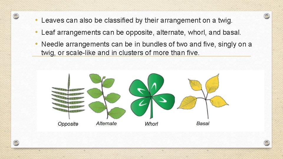  • Leaves can also be classified by their arrangement on a twig. •