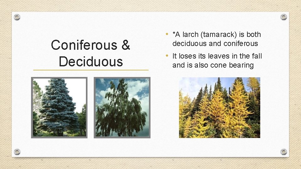 Coniferous & Deciduous • *A larch (tamarack) is both deciduous and coniferous • It
