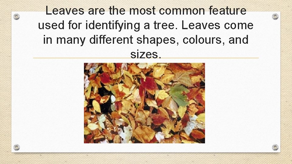 Leaves are the most common feature used for identifying a tree. Leaves come in