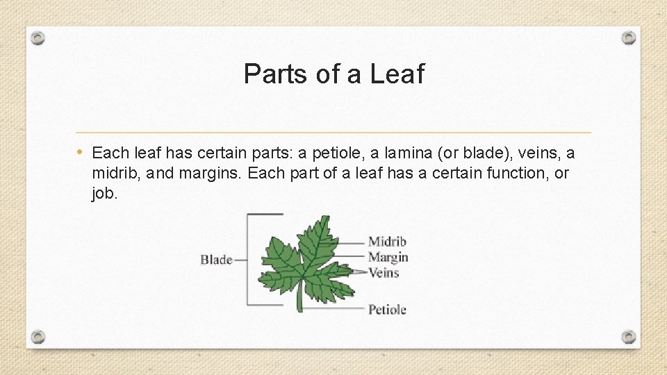 Parts of a Leaf • Each leaf has certain parts: a petiole, a lamina