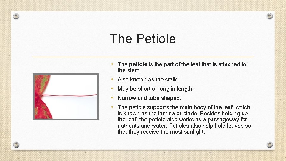 The Petiole • The petiole is the part of the leaf that is attached
