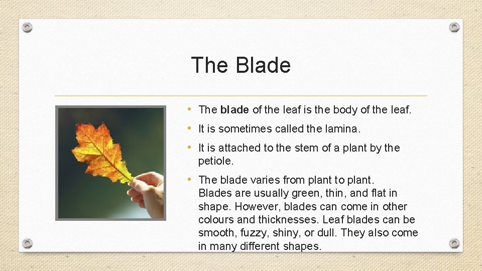 The Blade • The blade of the leaf is the body of the leaf.