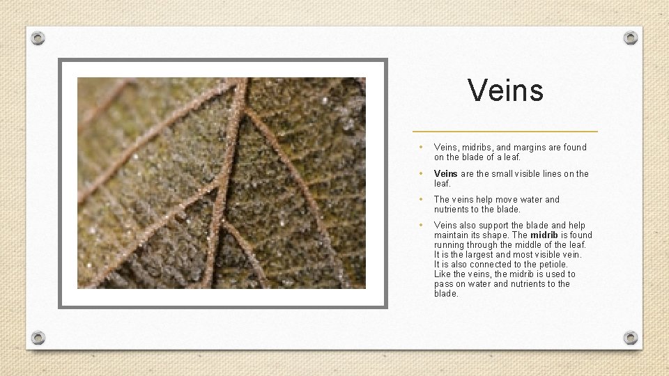 Veins • Veins, midribs, and margins are found on the blade of a leaf.