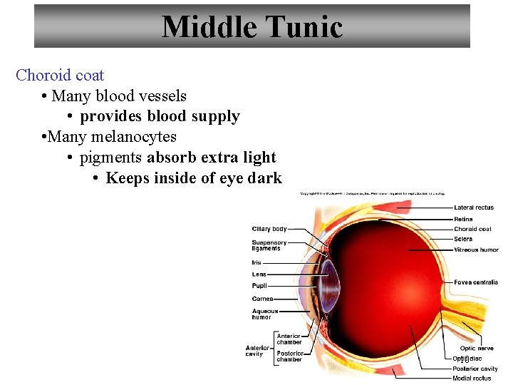 Middle Tunic Choroid coat • Many blood vessels • provides blood supply • Many