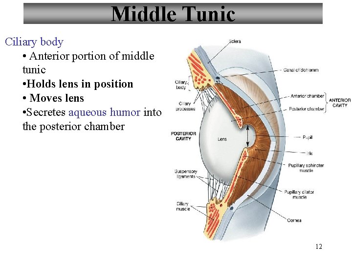 Middle Tunic Ciliary body • Anterior portion of middle tunic • Holds lens in