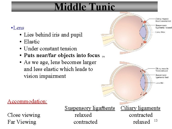 Middle Tunic • Lens • Lies behind iris and pupil • Elastic • Under
