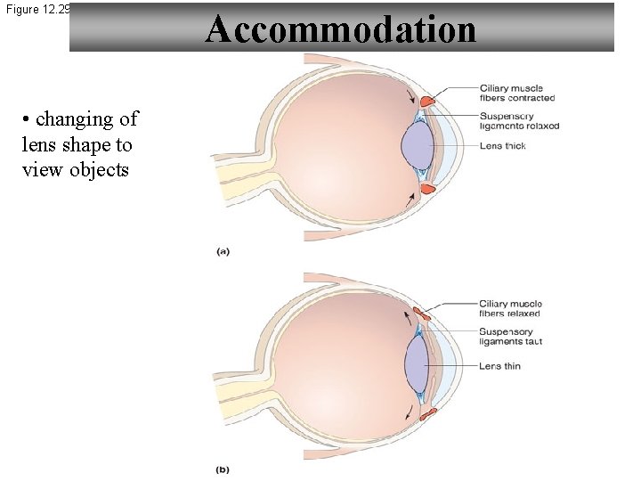 Figure 12. 29 • changing of lens shape to view objects Accommodation 