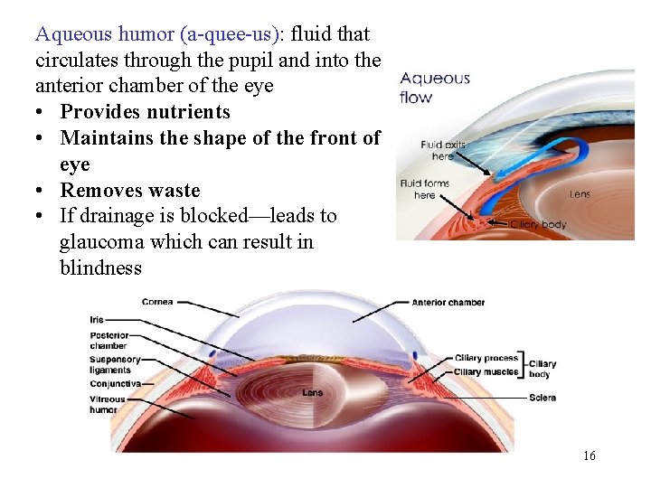 Aqueous humor (a-quee-us): fluid that circulates through the pupil and into the anterior chamber