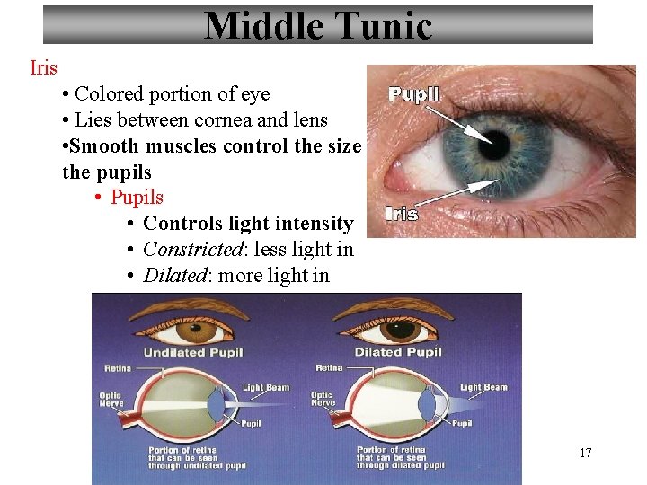 Middle Tunic Iris • Colored portion of eye • Lies between cornea and lens