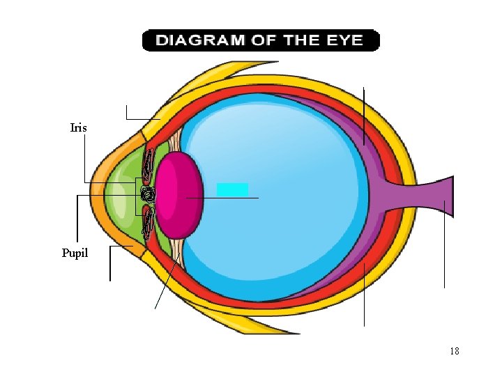 Iris Pupil 18 