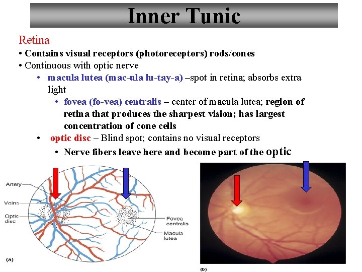 Inner Tunic Retina • Contains visual receptors (photoreceptors) rods/cones • Continuous with optic nerve