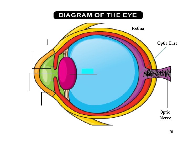 Retina Optic Disc Optic Nerve 20 