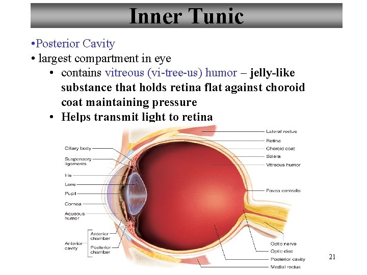 Inner Tunic • Posterior Cavity • largest compartment in eye • contains vitreous (vi-tree-us)