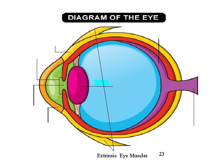 Extrinsic Eye Muscles 23 