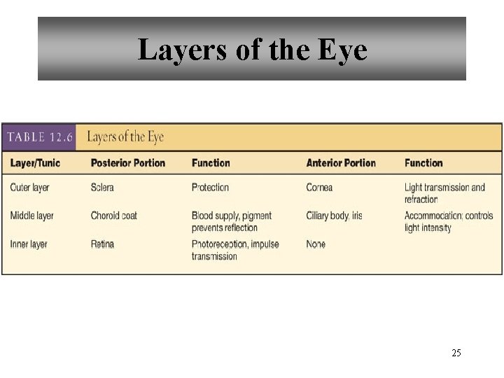 Layers of the Eye 25 