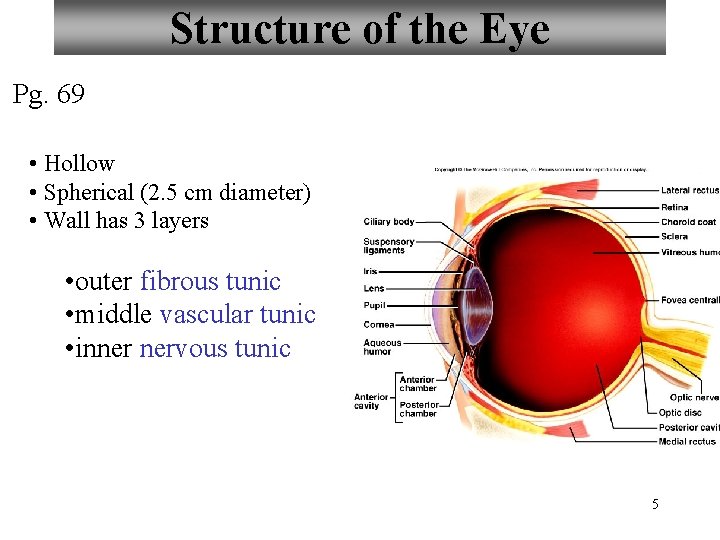 Structure of the Eye Pg. 69 • Hollow • Spherical (2. 5 cm diameter)